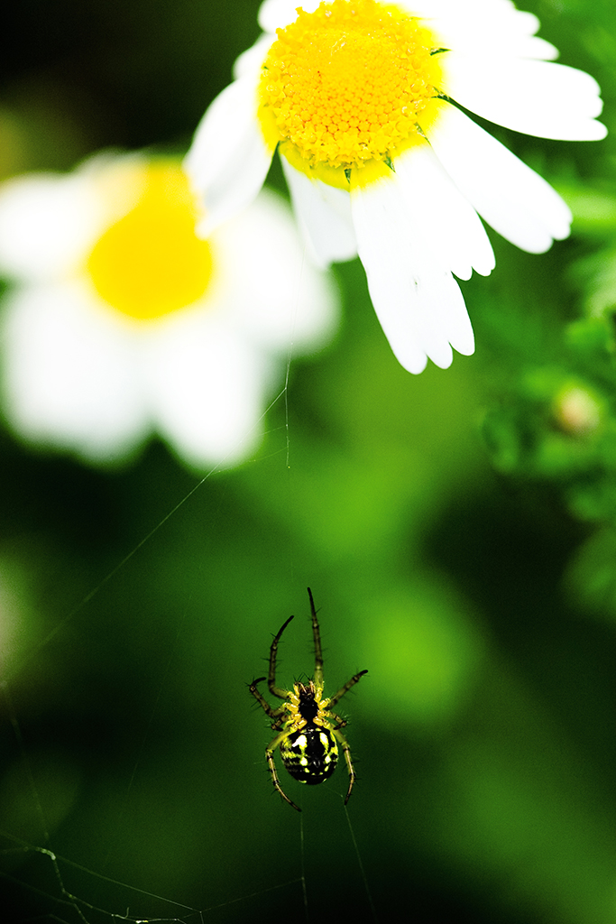 CRW 1182 ok for print2